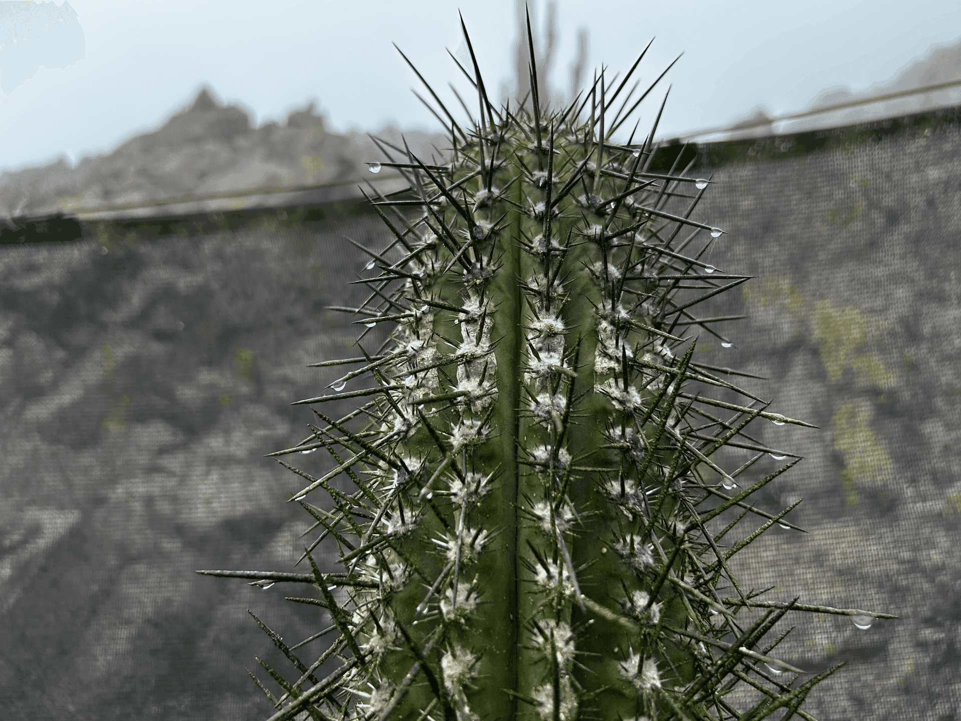 Cactus columnar