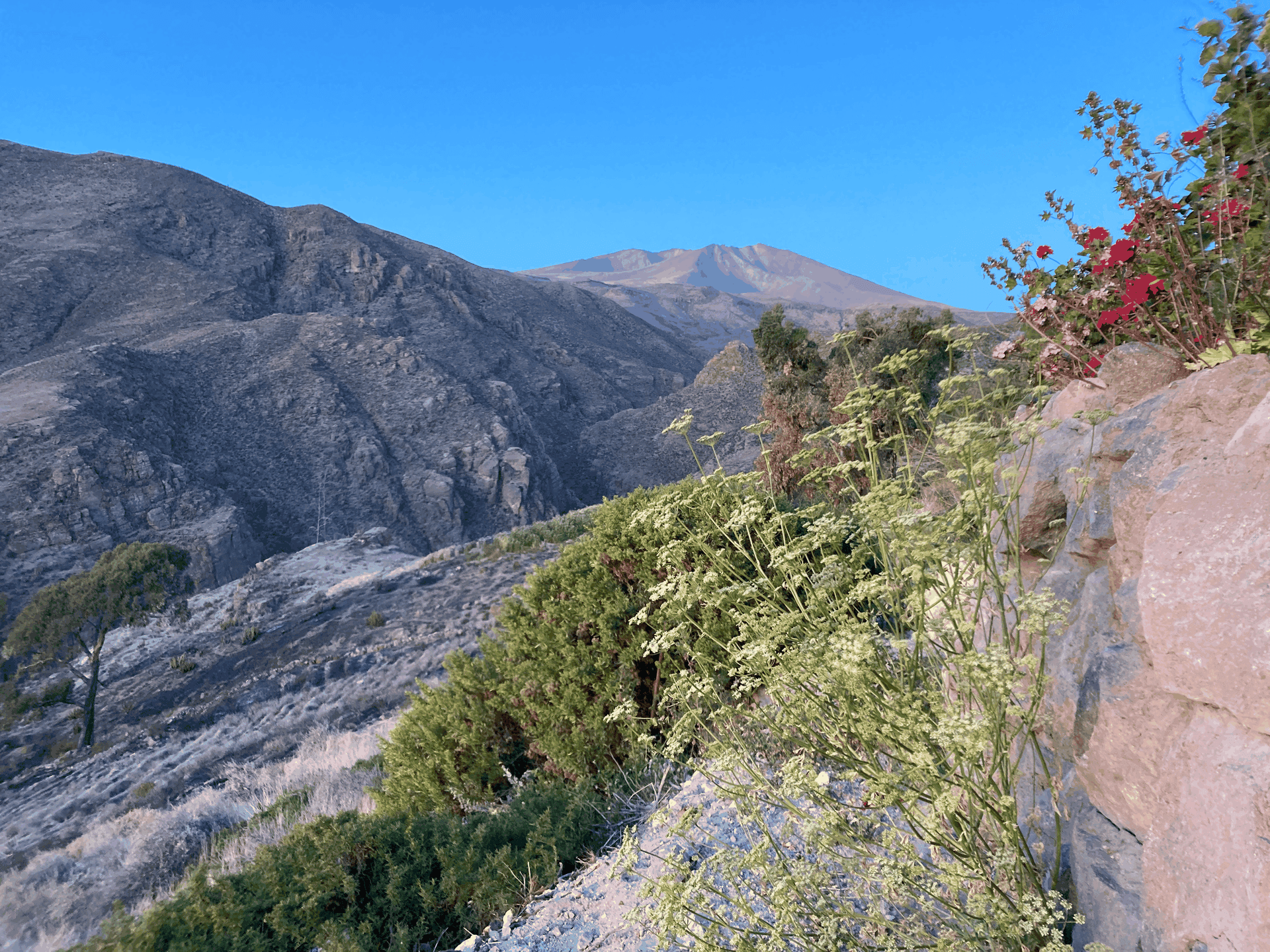 Flora del desierto