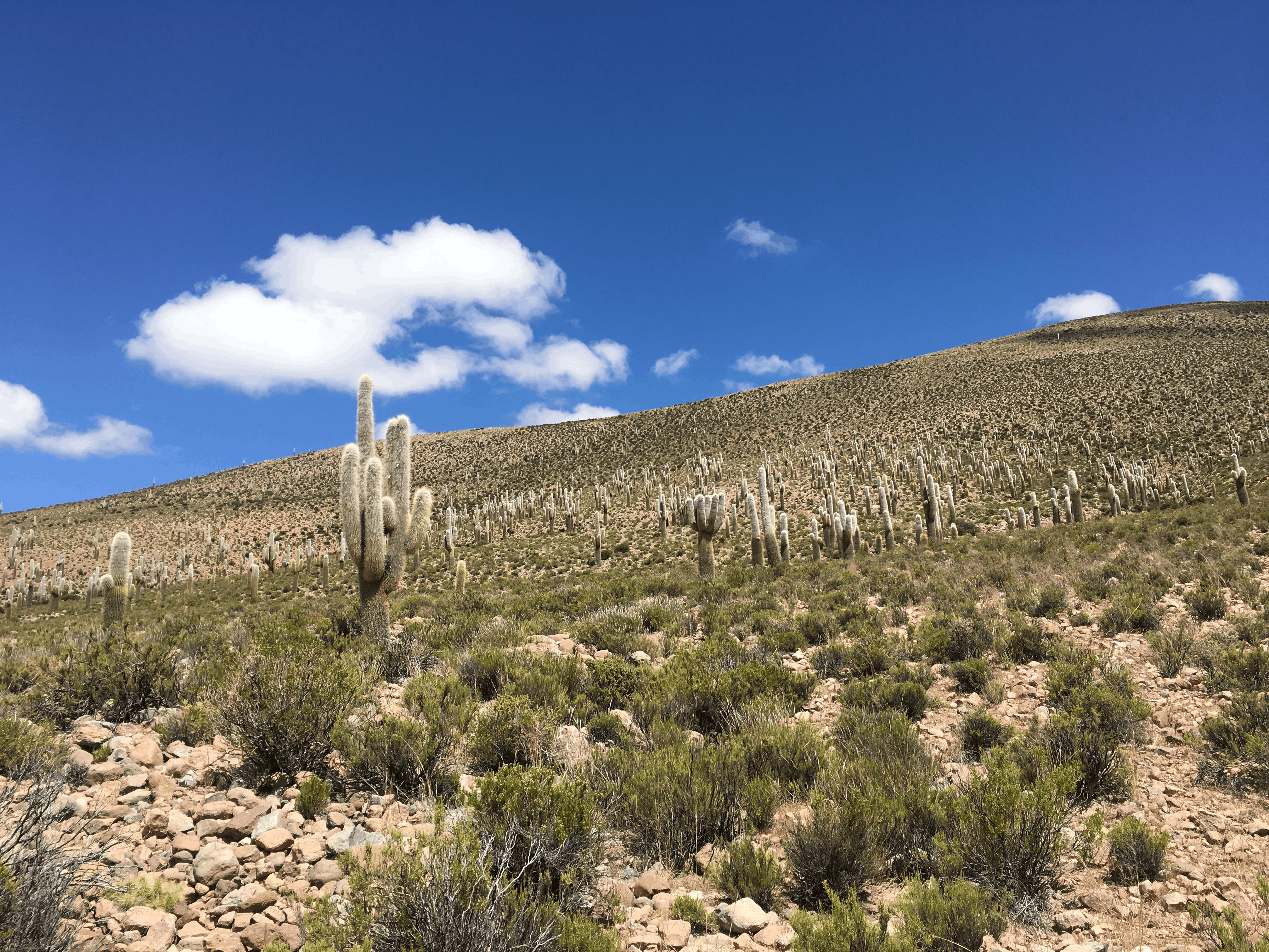 Bosque de Leucostele en Ancovinto