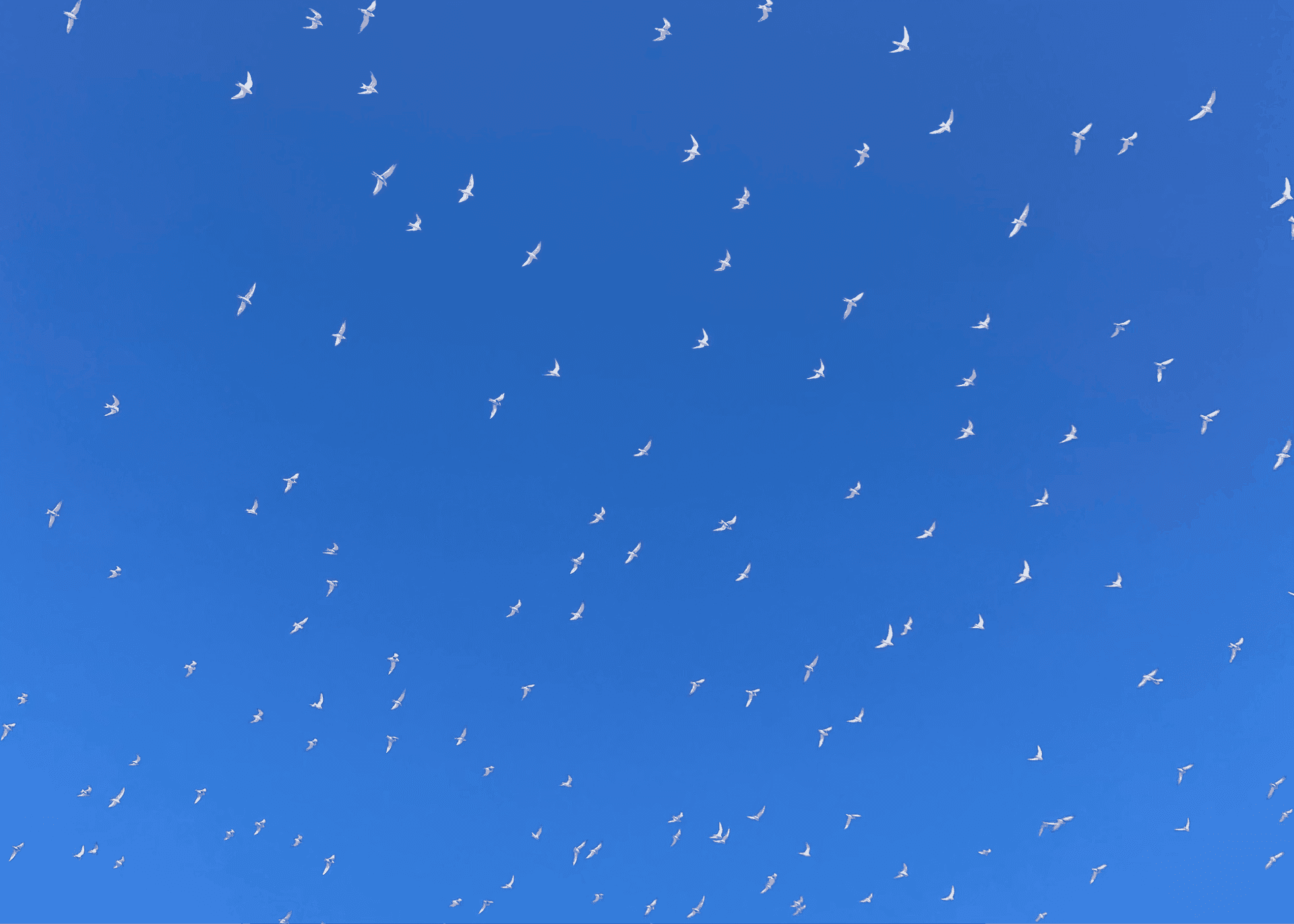 Cielo con aves