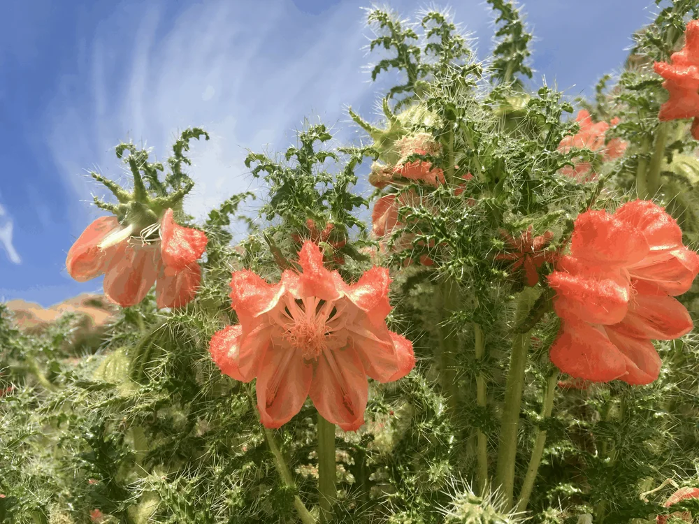 Flor de Caiophora, Chiapa
