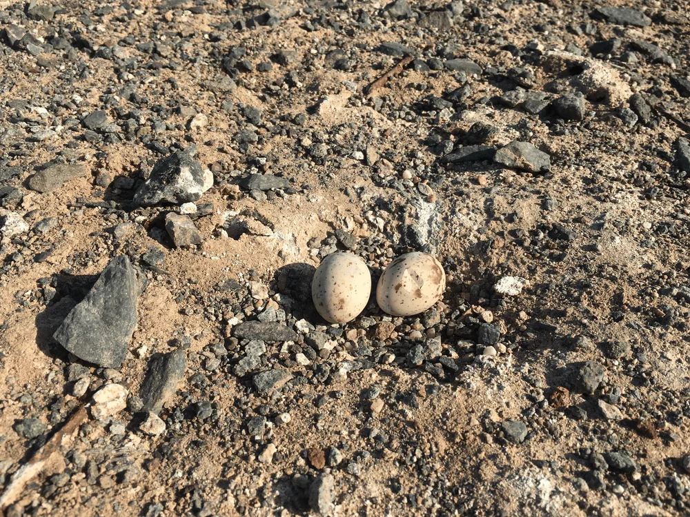 Huevos de gaviotín