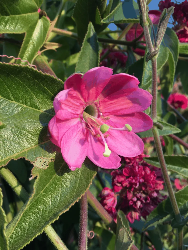 Flor rosada silvestre entre el follaje