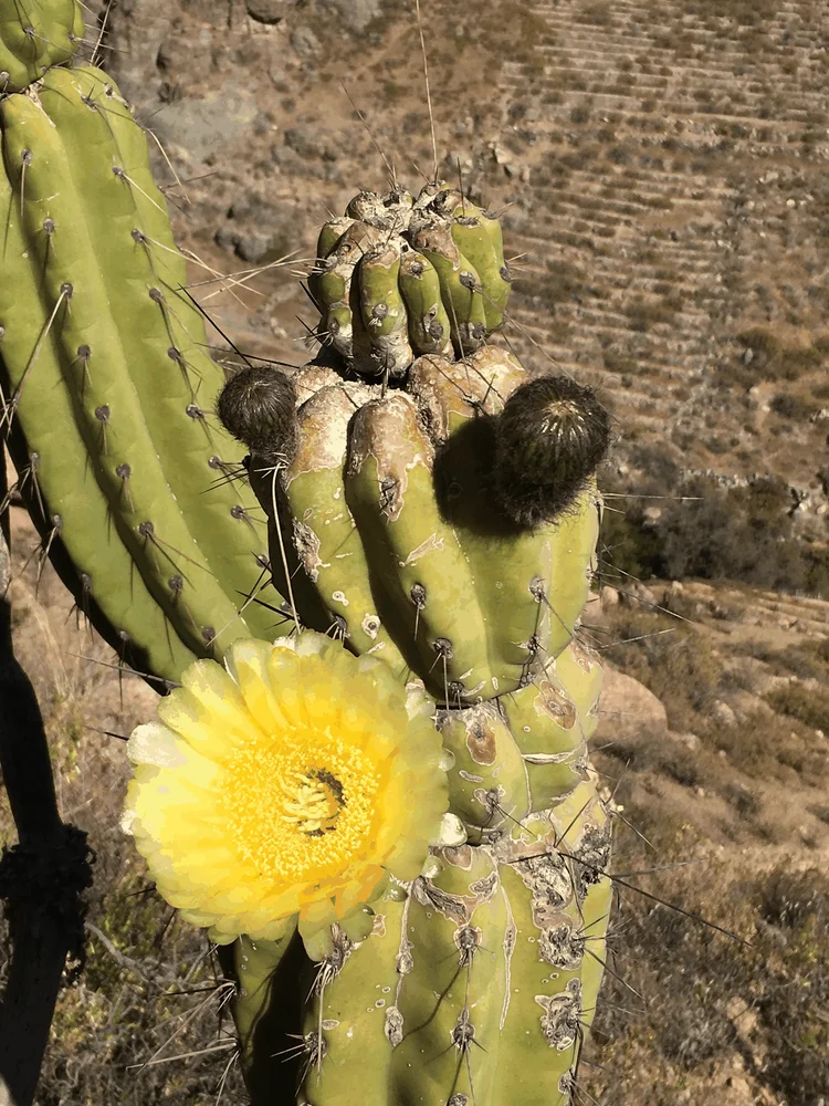 Cactus columnar con flor amarilla en una ladera