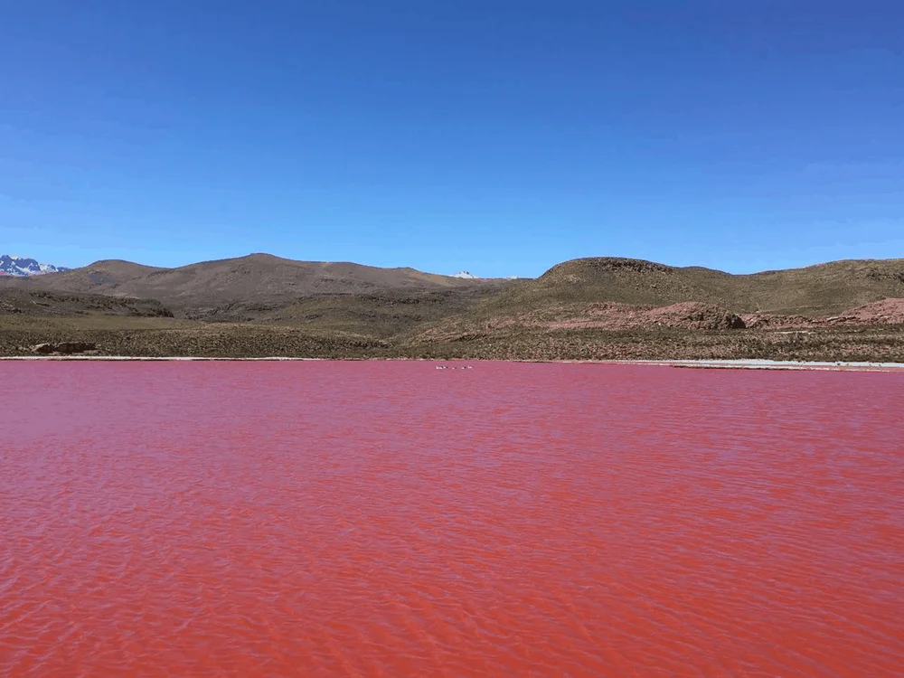Laguna Roja, Camiña