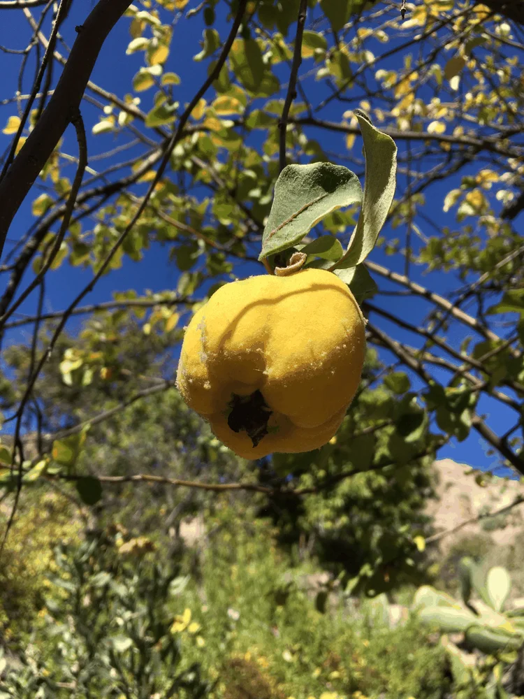 Membrillo (árbol frutal)