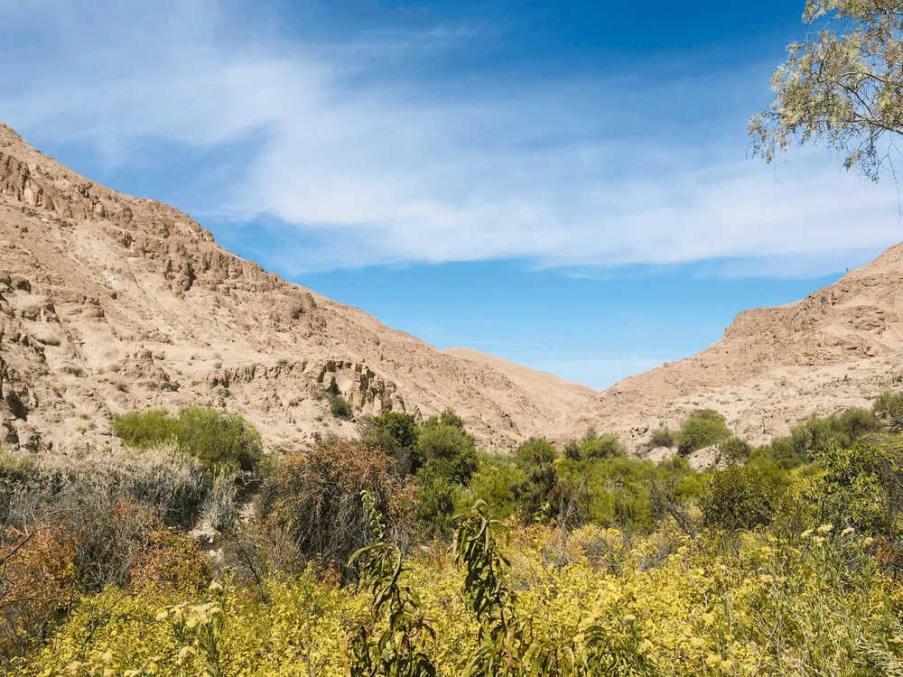Quebrada con vegetación en el paisaje árido de Tarapacá