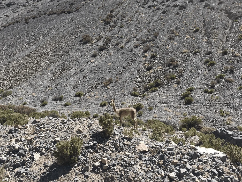 Vicuña