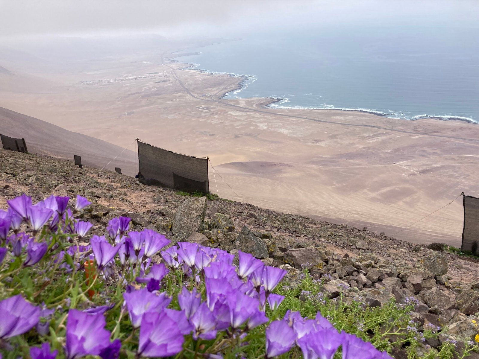 Punta Gruesa 
