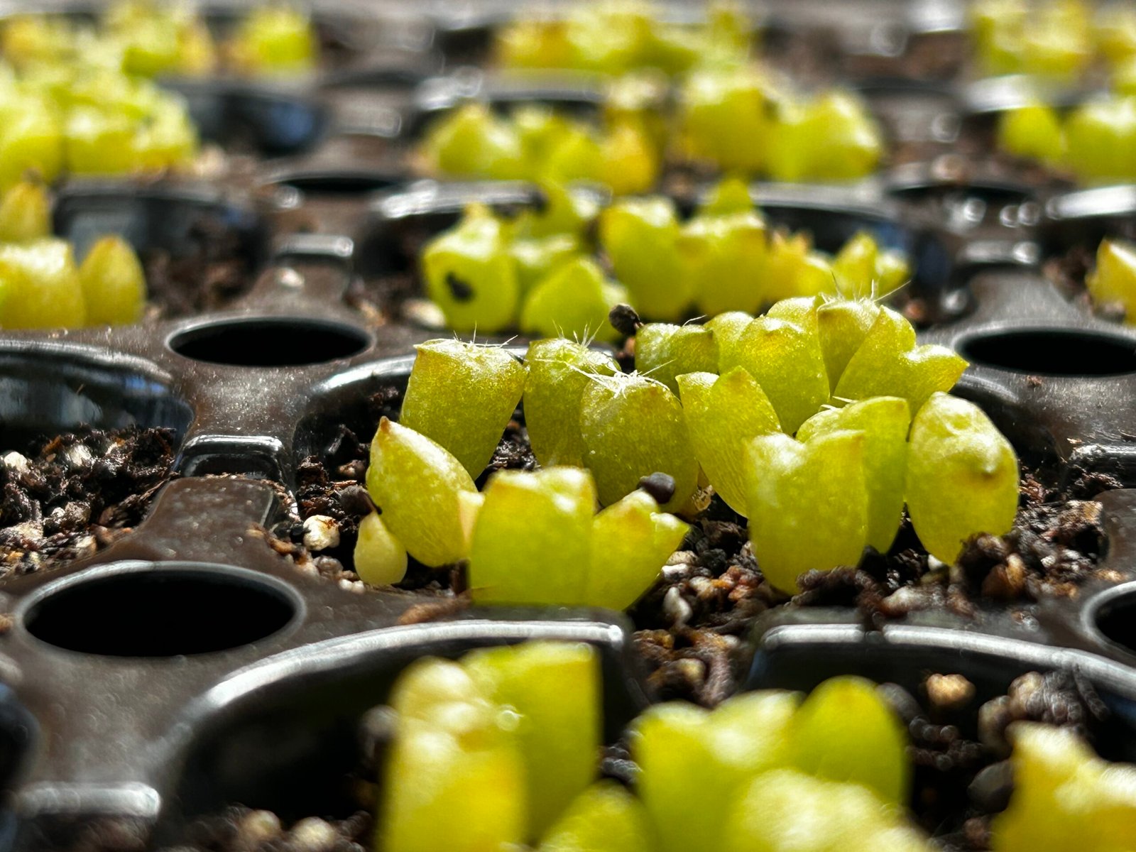 Cultivando conozco el hábitat de Eulychnia iquiquensis